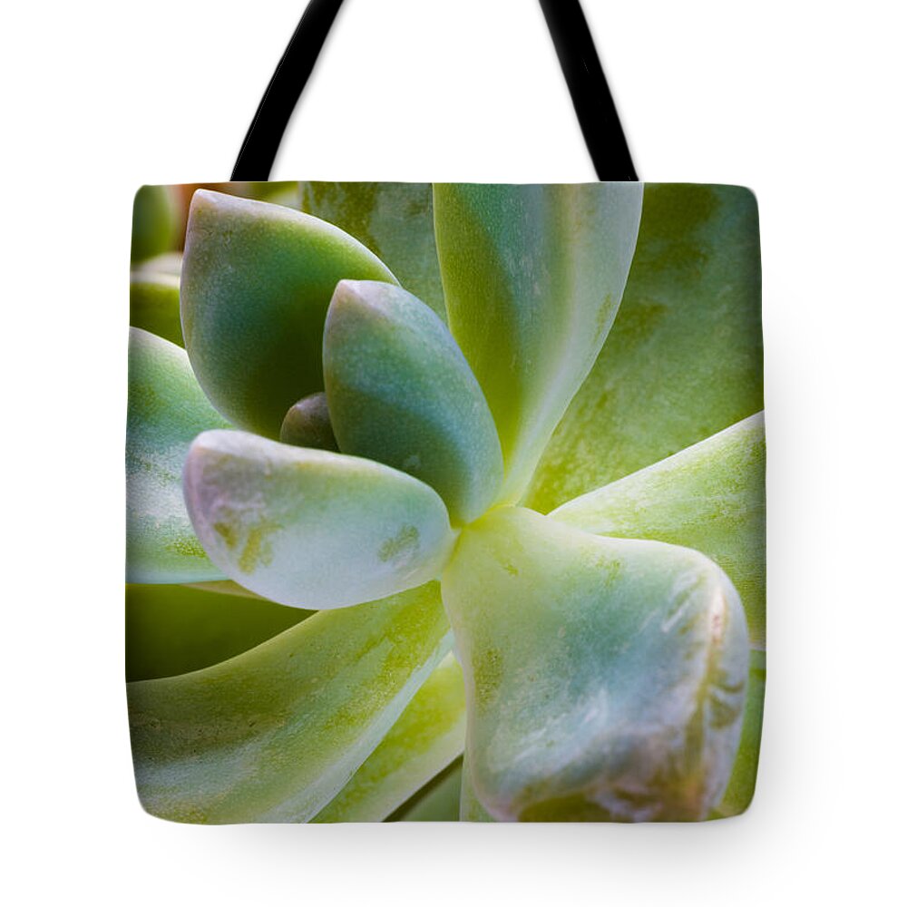 Beautiful Tote Bag featuring the photograph Blue Pearl Plant by Raul Rodriguez