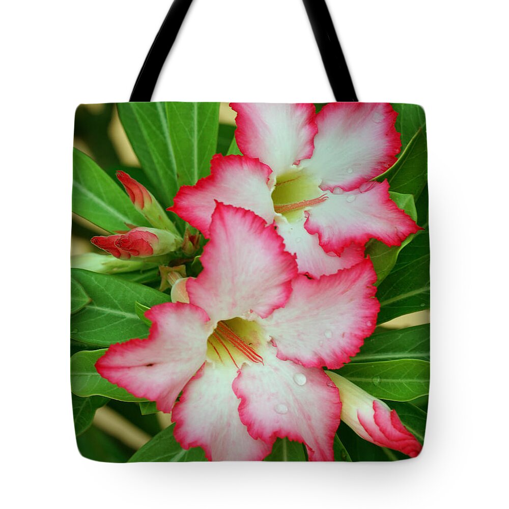 Flower Tote Bag featuring the photograph Desert Rose with buds and water by Larry Nieland