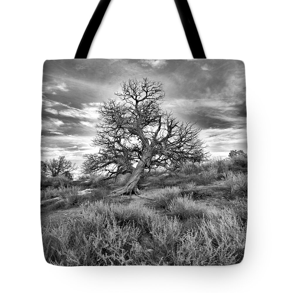 Devils Canyon Tote Bag featuring the photograph Devils Canyon Tree by Jamieson Brown