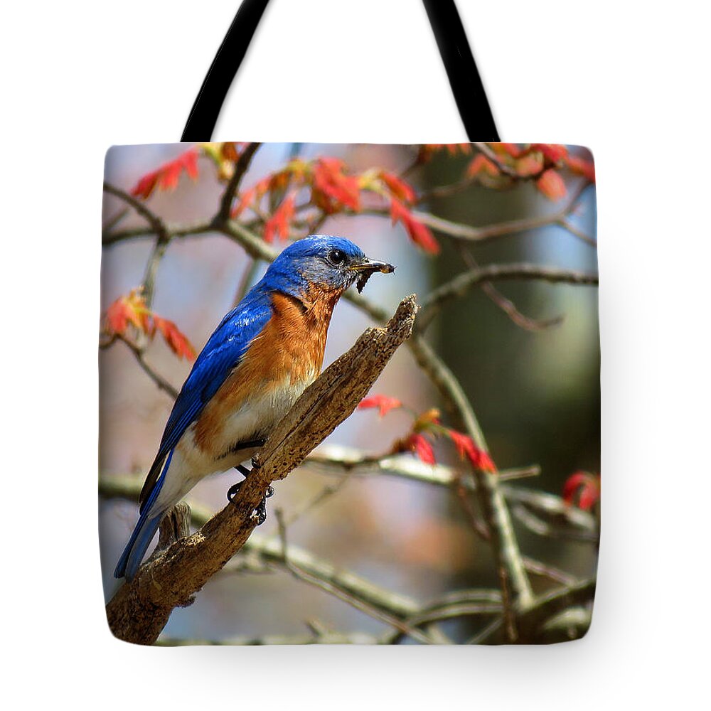 Bluebird Tote Bag featuring the photograph Devotion by Dianne Cowen Cape Cod Photography