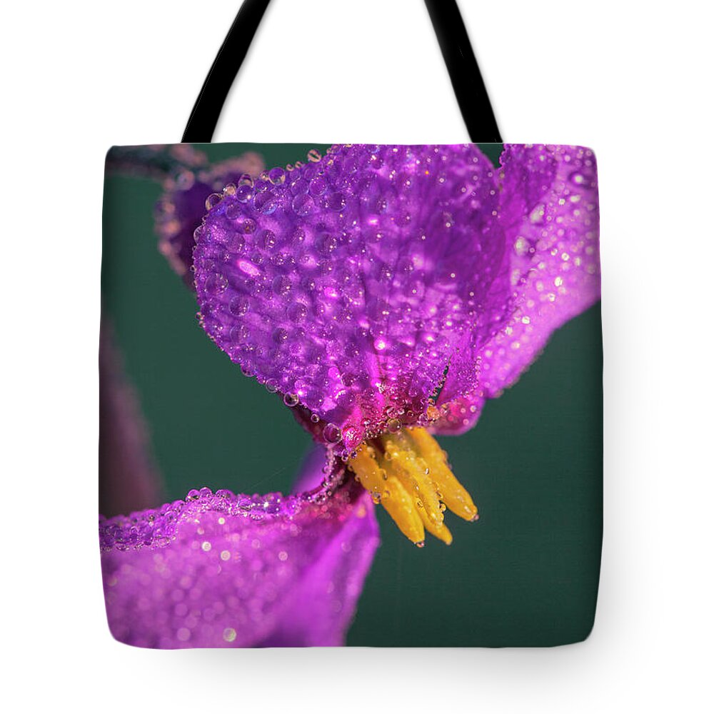 Erysimum Tote Bag featuring the photograph Dew Drops on Pink Petals Macro by Heiko Koehrer-Wagner