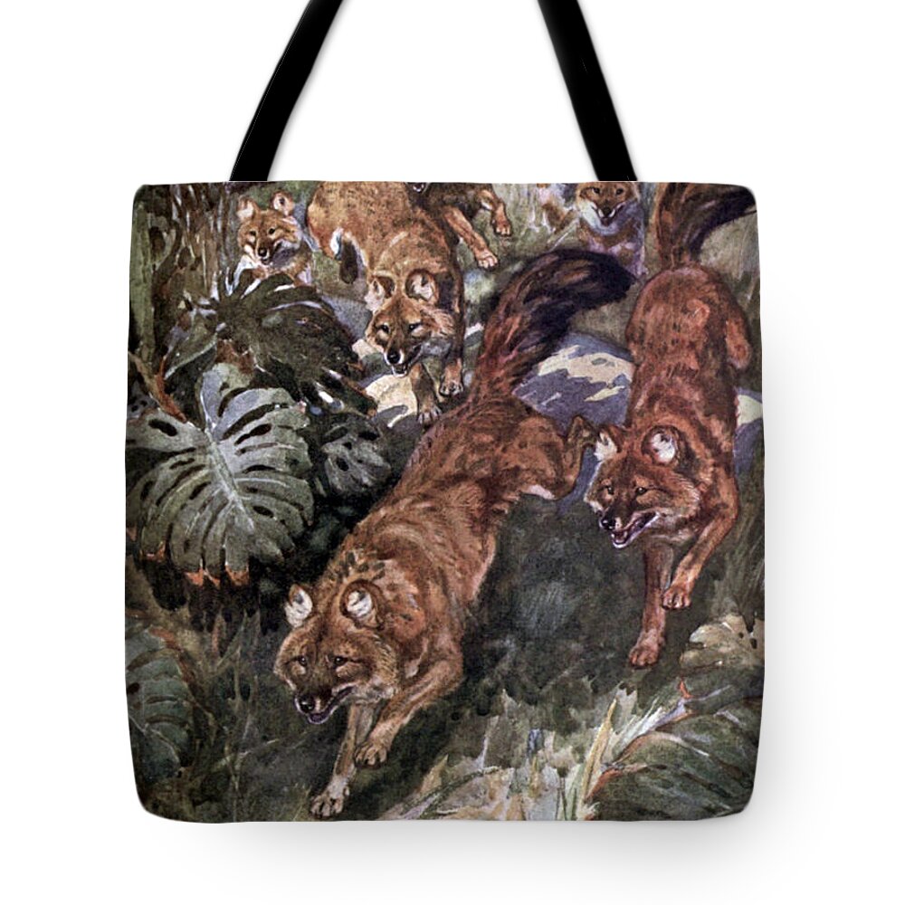 Dhole Tote Bag featuring the photograph Dhole, Endangered Species by Biodiversity Heritage Library