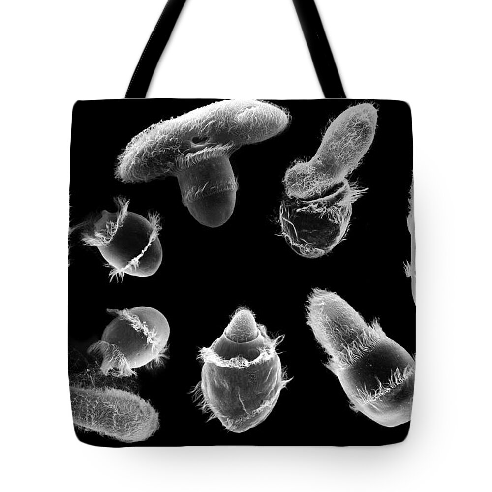 Organism Tote Bag featuring the photograph Didinium Attacking Paramecium composite SEM by Greg Antipa