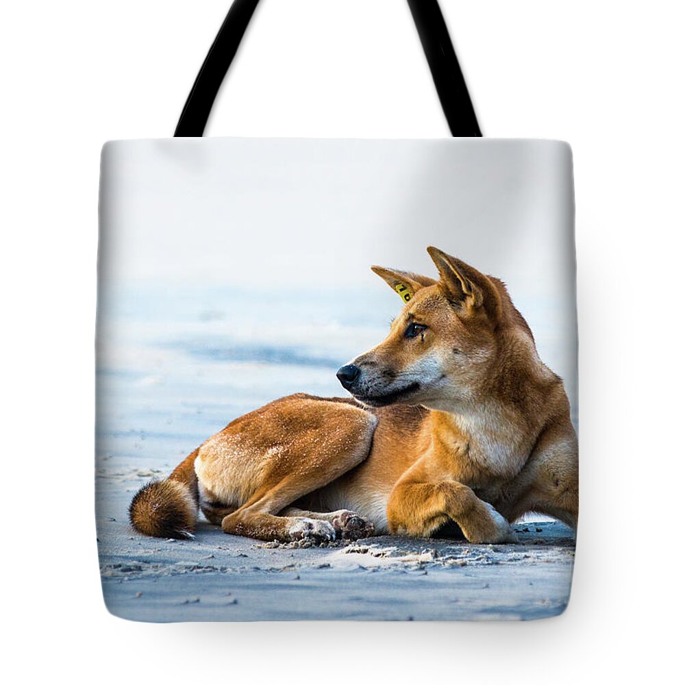 Dingo Tote Bag featuring the photograph Dingo on Fraser Island beach by Andrew Michael