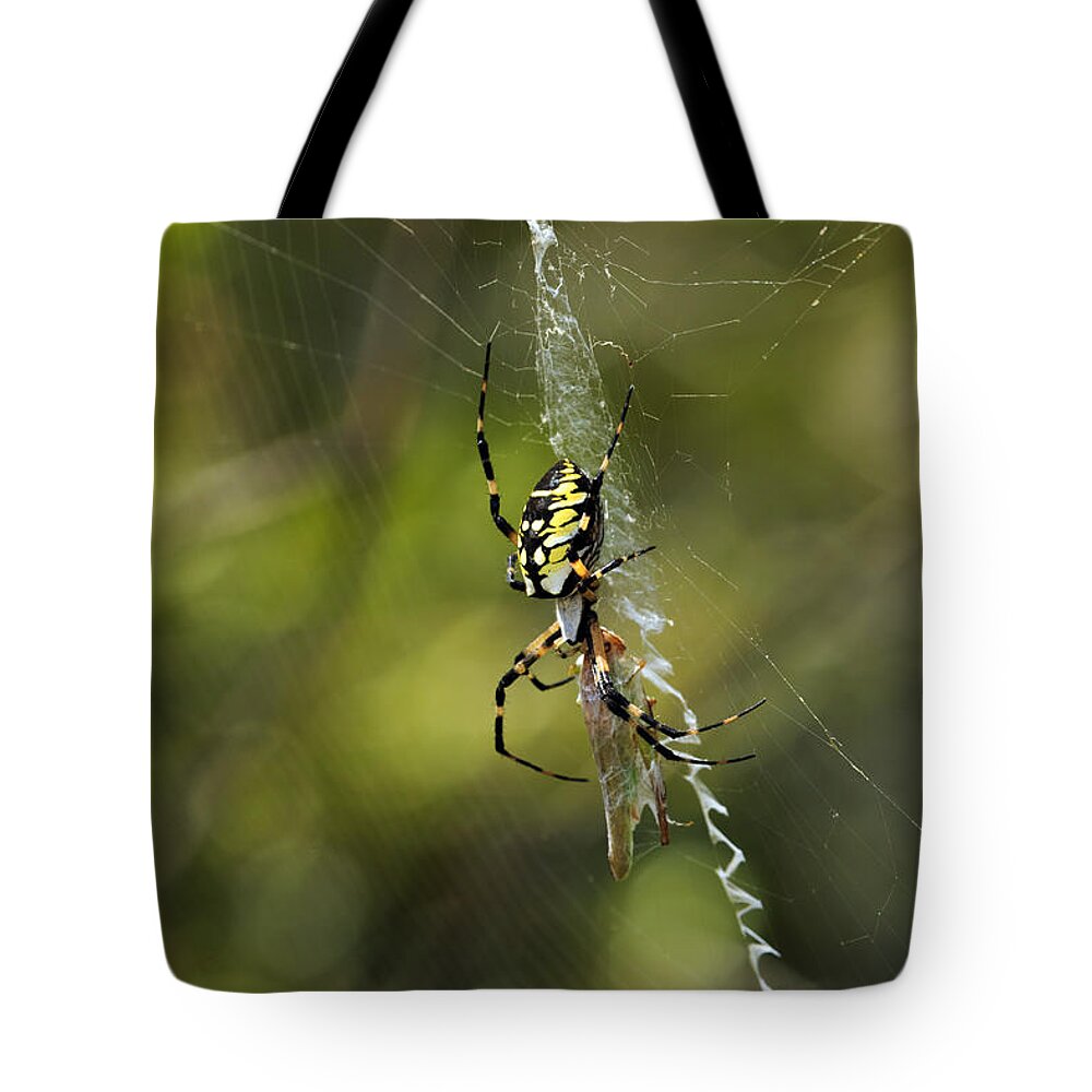 Arachnid Tote Bag featuring the photograph Dinner Time by Travis Rogers