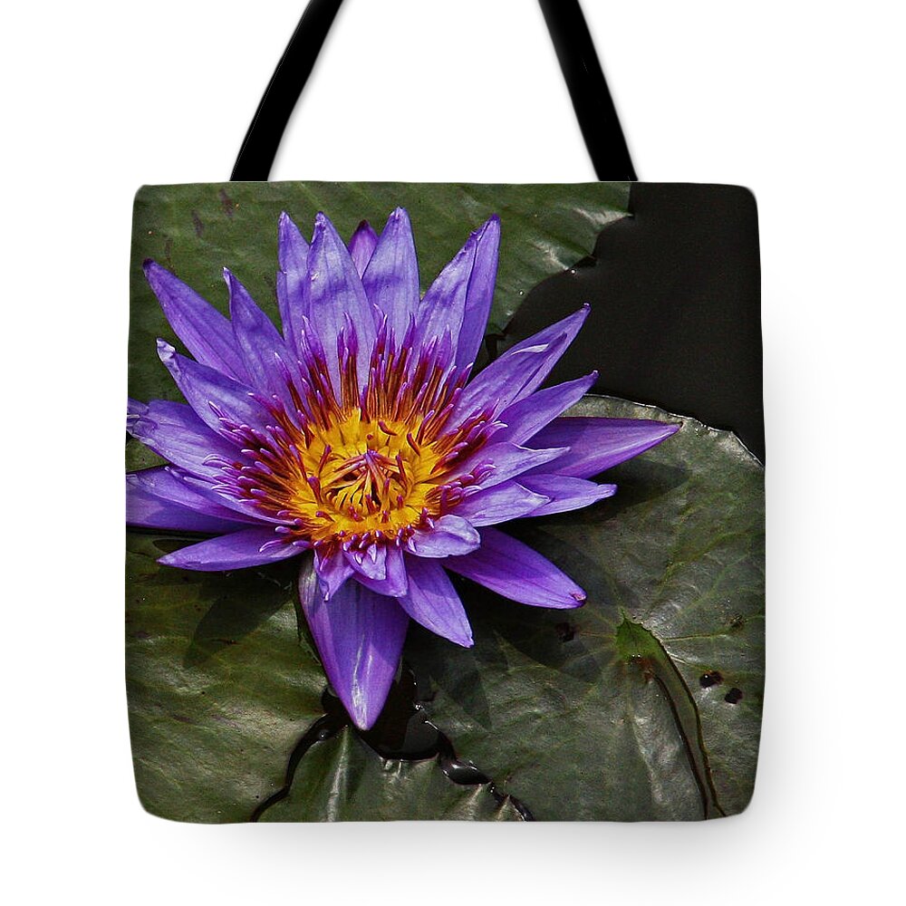 Kenilworth Aquatic Gardens Tote Bag featuring the photograph Director Moore Water Lily by Suzanne Stout