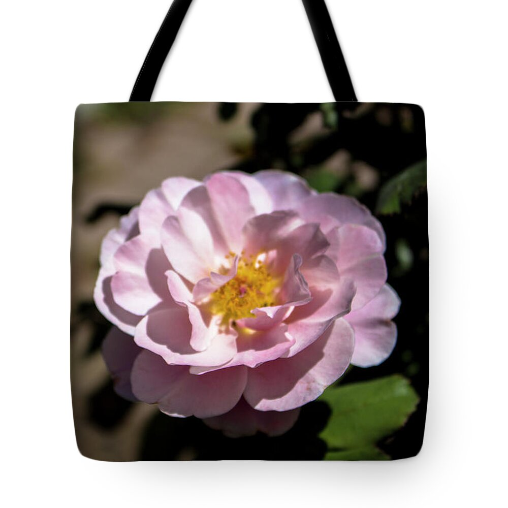 Close-up Tote Bag featuring the photograph Distant Drums Rose - 2 by K Bradley Washburn