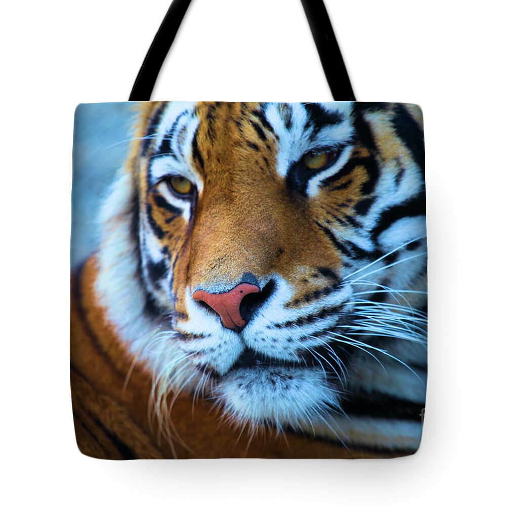Big Cat Tote Bag featuring the photograph Distracted by Adam Jewell