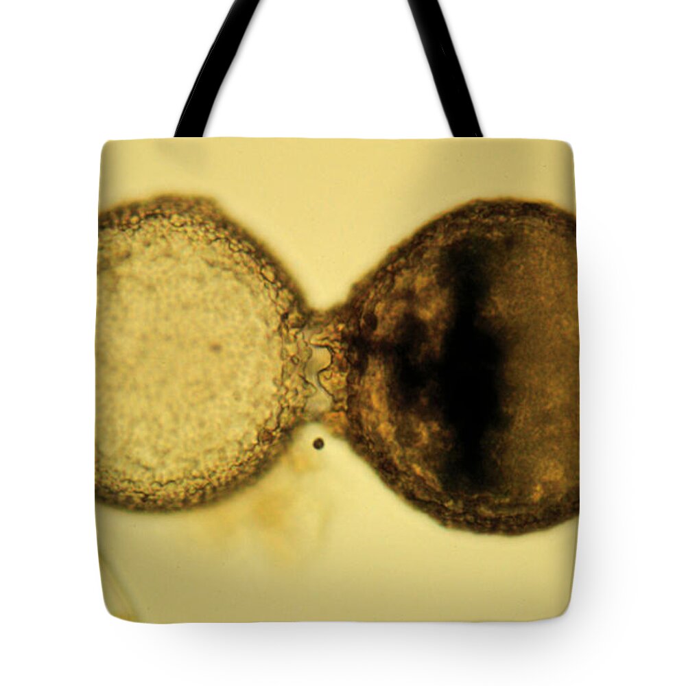 Science Tote Bag featuring the photograph Dividing Difflugia, Lm by Greg Antipa