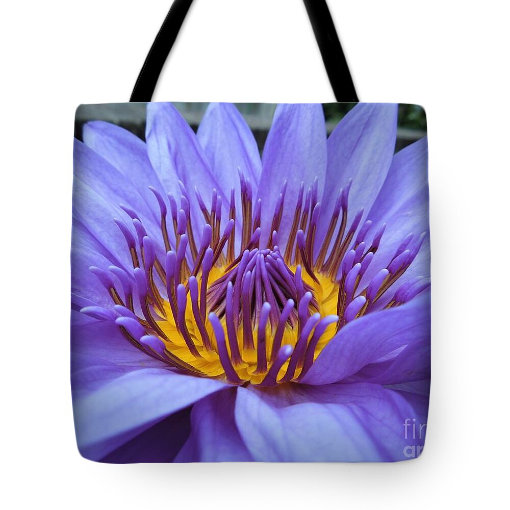 Water Lily Tote Bag featuring the photograph Divine by Chad and Stacey Hall