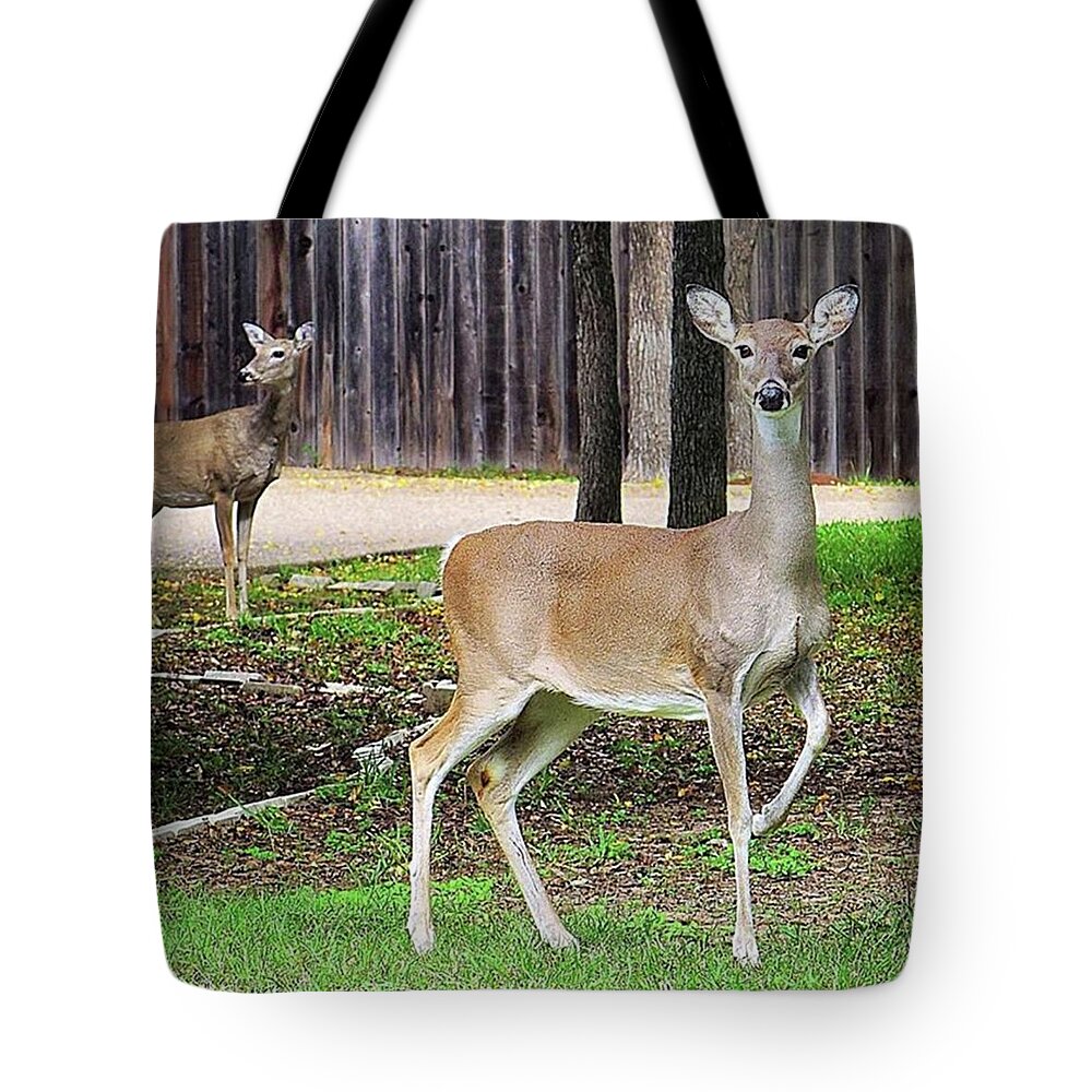 Beautiful Tote Bag featuring the photograph Do These Count For by Austin Tuxedo Cat