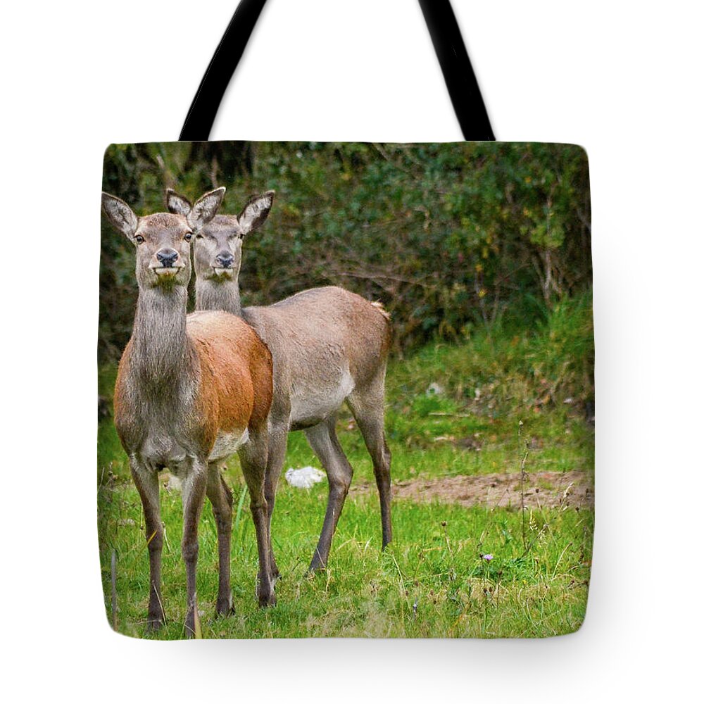 Stag Tote Bag featuring the photograph Doe Eyed by Joe Ormonde