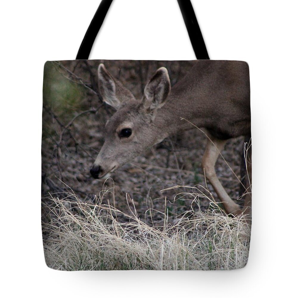 Deer Tote Bag featuring the photograph Doe Carefully Grazing in Tombstone by Colleen Cornelius