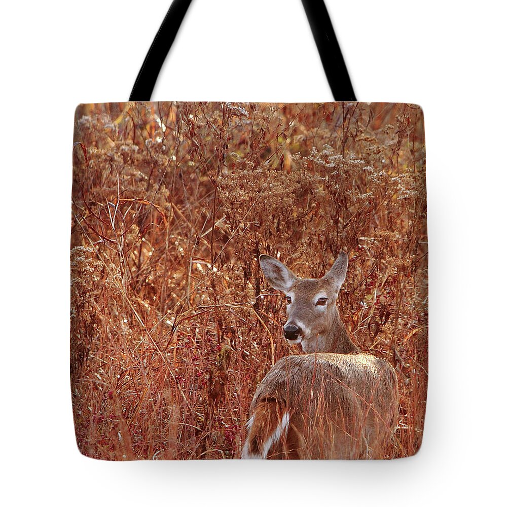 Wildlife Tote Bag featuring the photograph Doe In Red Grass by Robert Frederick