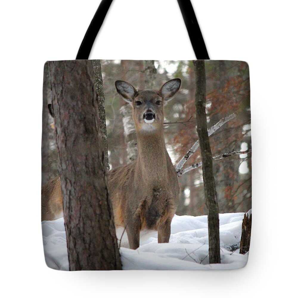 Whitetail Tote Bag featuring the photograph Doe In The Snow by Brook Burling