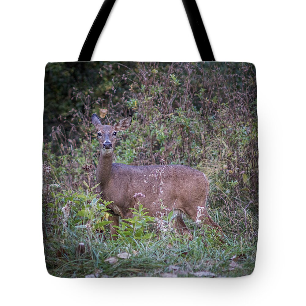 Bordeleau Tote Bag featuring the photograph Doe in the Weeds by Chris Bordeleau
