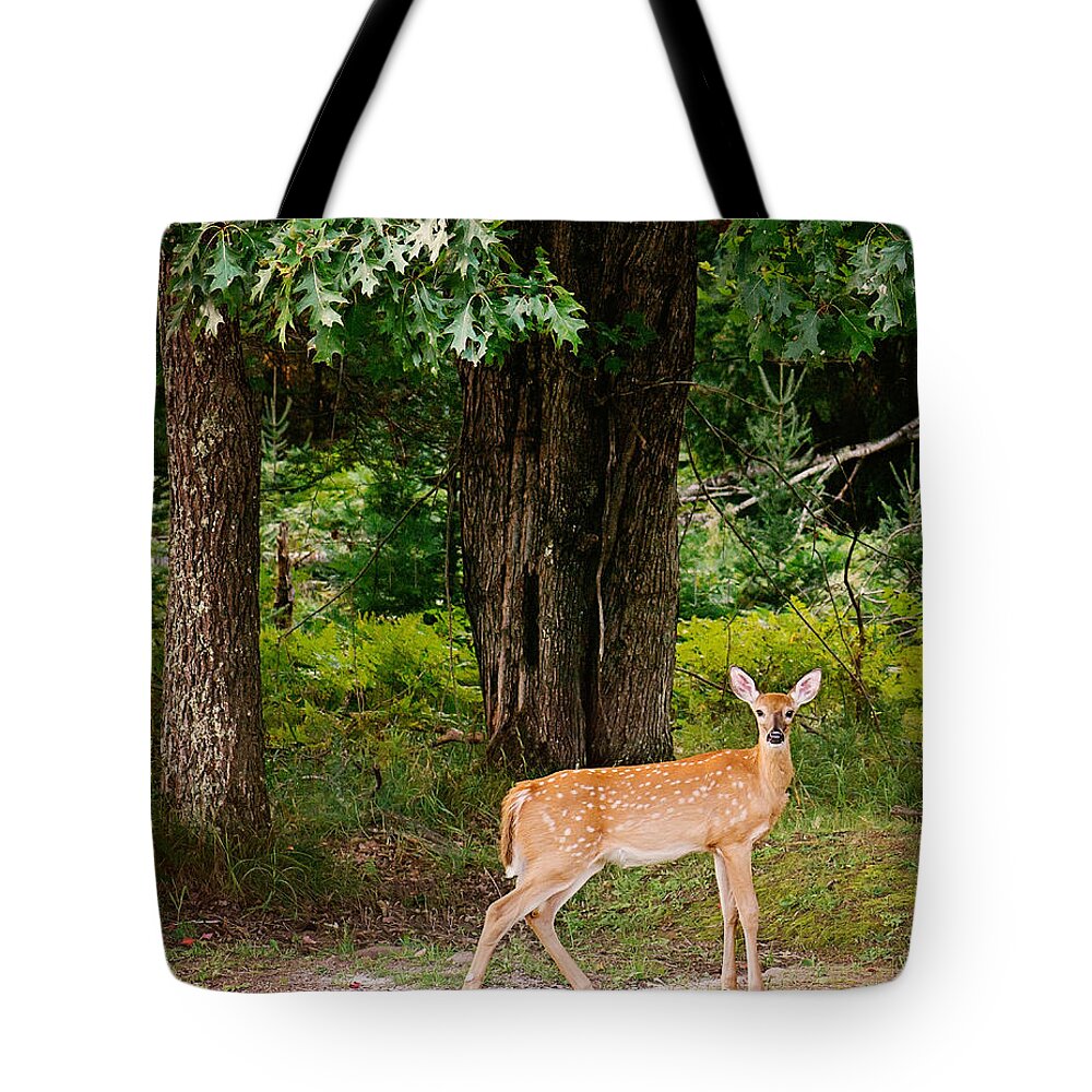 Whitetail Deer Tote Bag featuring the photograph Fawn in the Woods Portrait by Gwen Gibson
