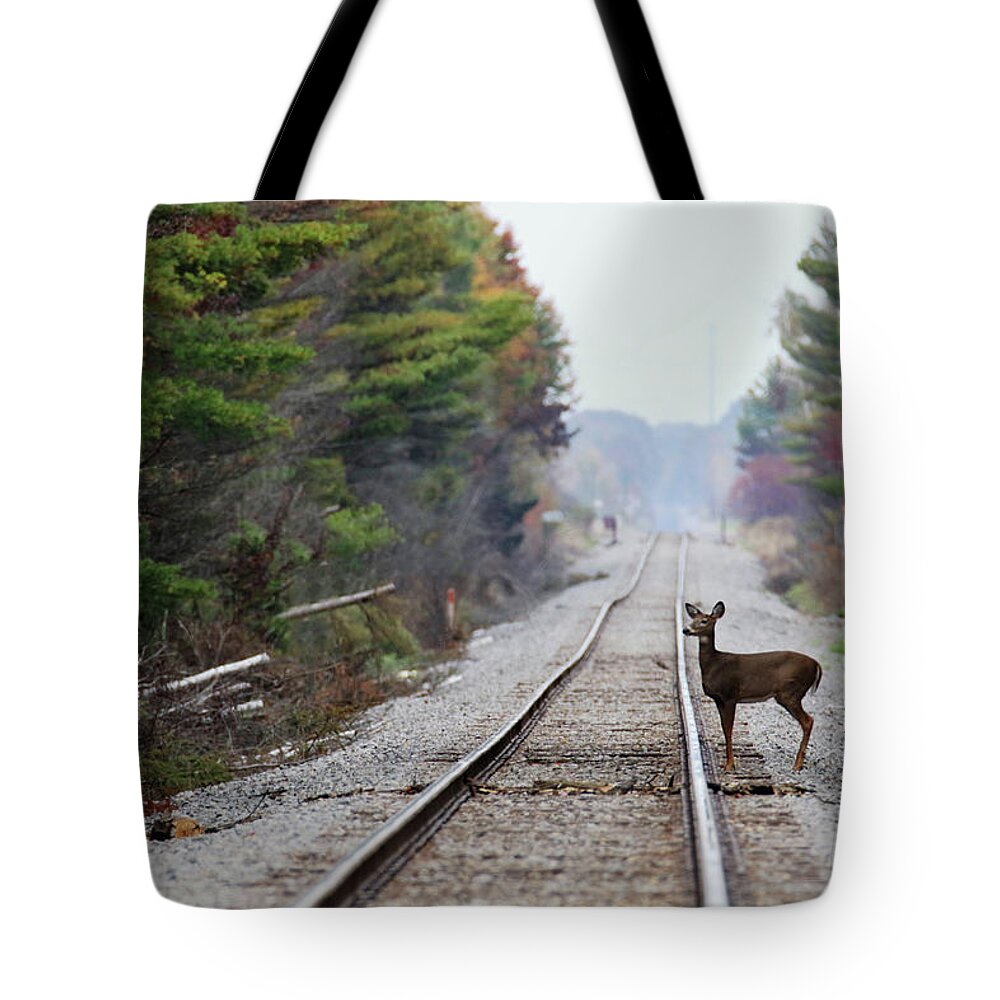 Doe Tote Bag featuring the photograph Doe on Train Tracks by Brook Burling