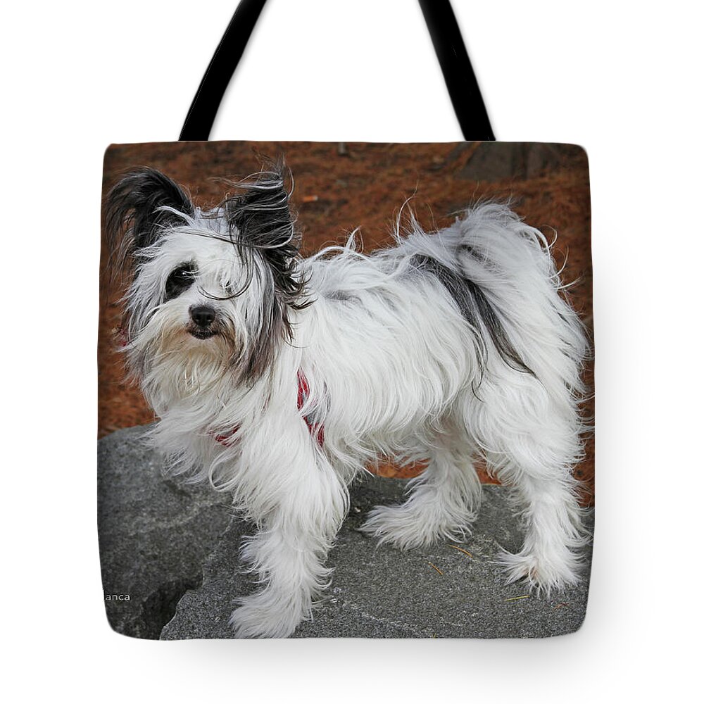 Dog At The Port Of Olympia Tote Bag featuring the photograph Dog At The Port Of Olympia by Tom Janca