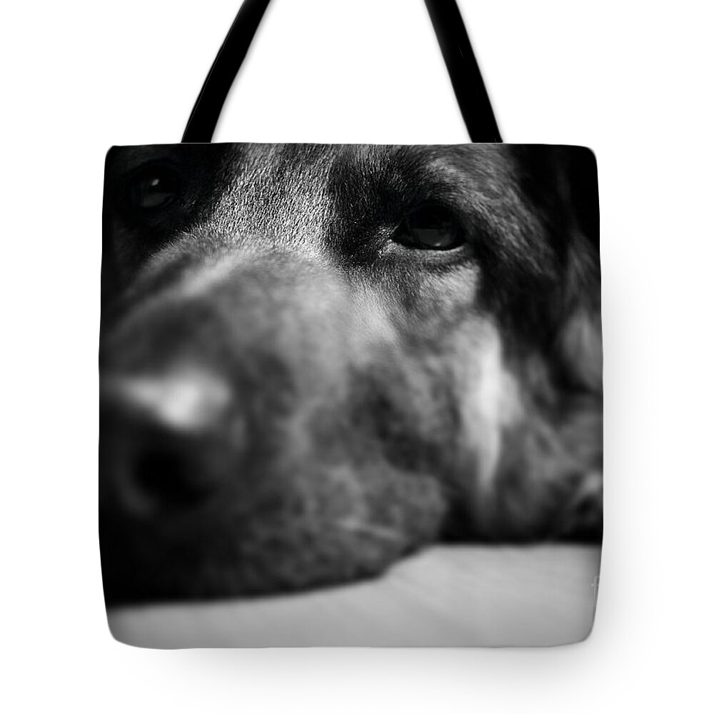 Tired Tote Bag featuring the photograph Dog Eyes Always Watching by Frank J Casella