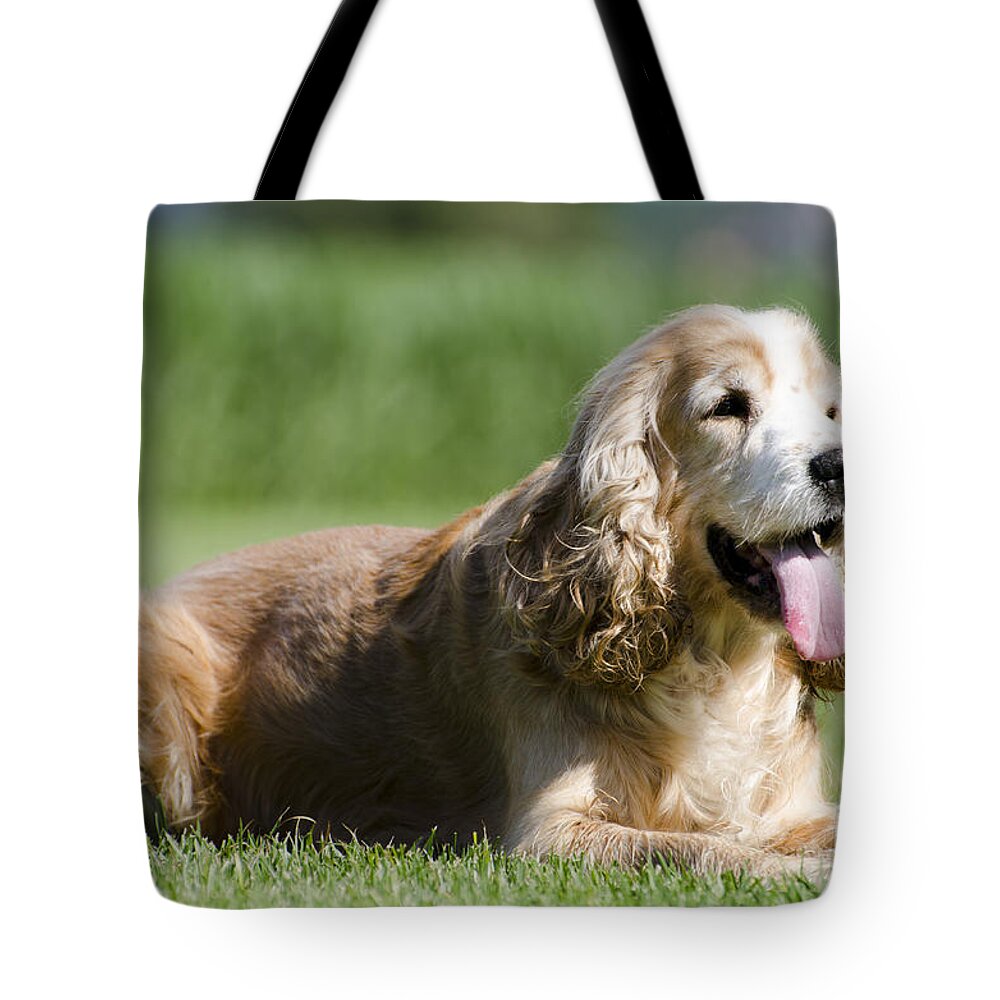 Dog Tote Bag featuring the photograph Dog lying down on the green grass by Mats Silvan