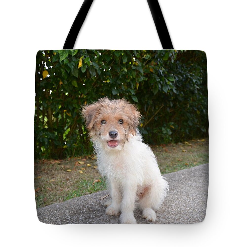 Dogs Tote Bag featuring the photograph Doggie by Sabine Meisel