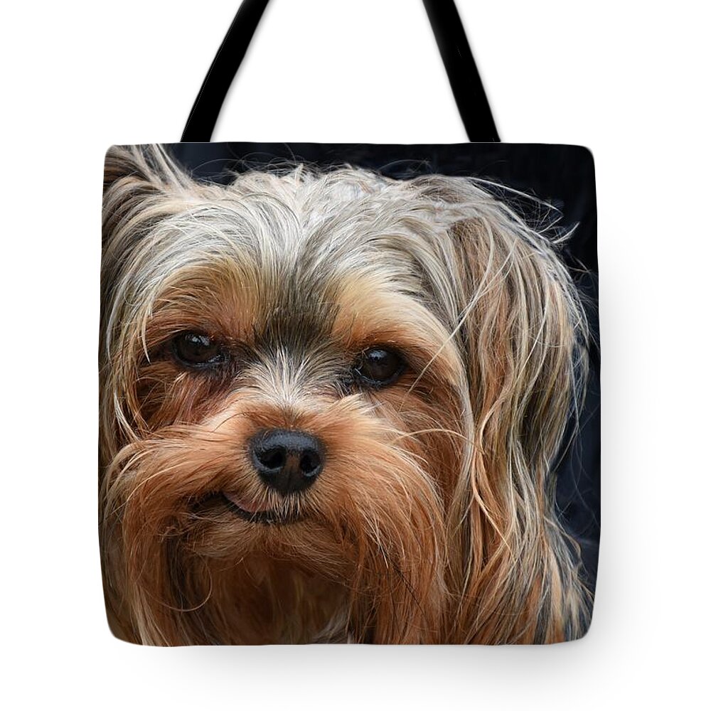 Dog Canvas Prints Tote Bag featuring the photograph Dogs 332 by Joyce StJames