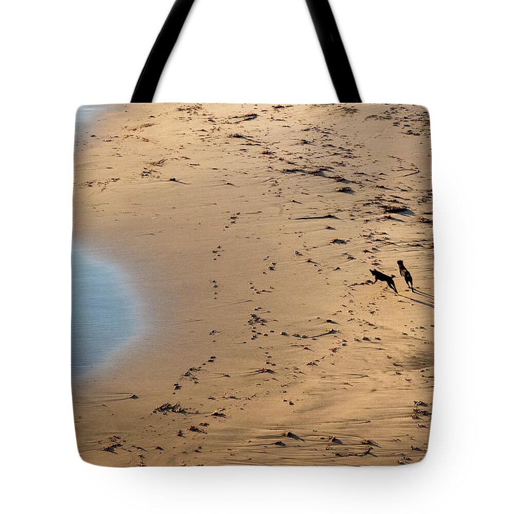 Animals Tote Bag featuring the photograph Dogs Running on Santa Cruz Beach by Mary Lee Dereske