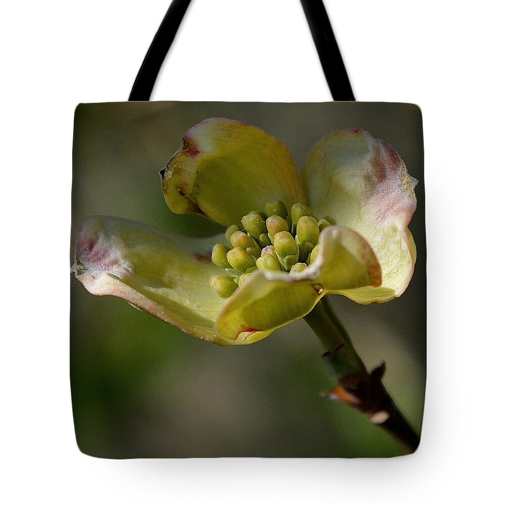 Dogwood Tote Bag featuring the photograph Dogwood Blossom by Tana Reiff