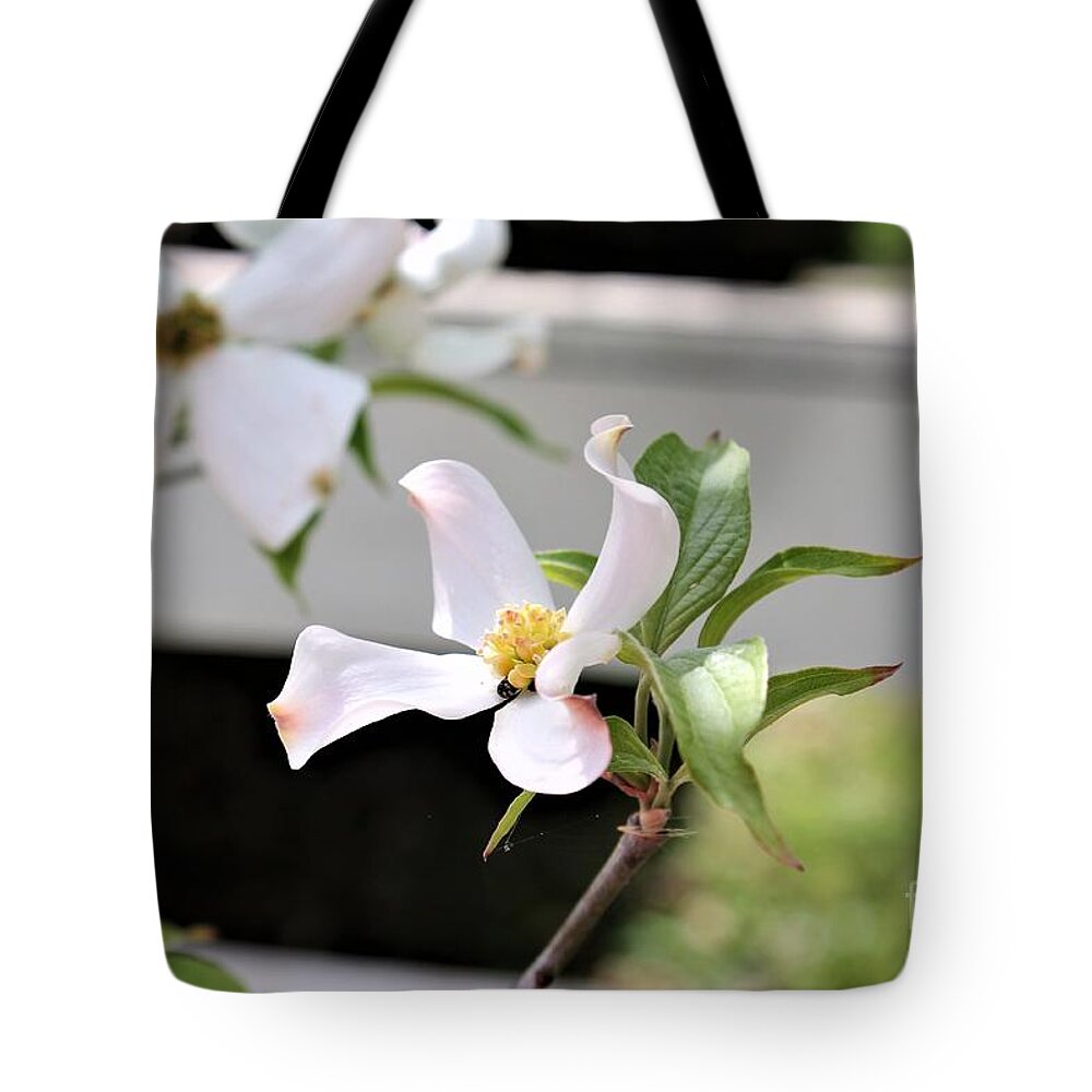 Dogwood Flowers Tote Bag featuring the photograph Dogwood Flower Bloom by Carol Riddle