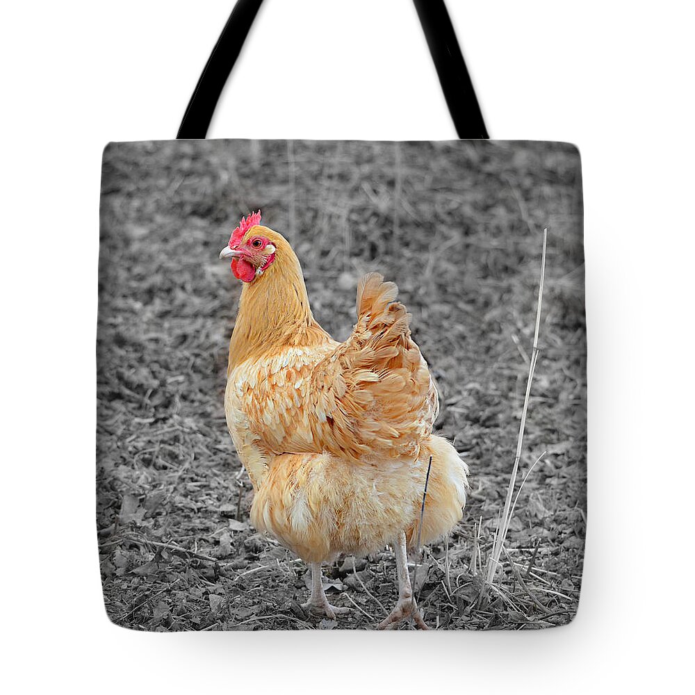 Chicken Tote Bag featuring the photograph Domestic Feathered Beauty by Ally White
