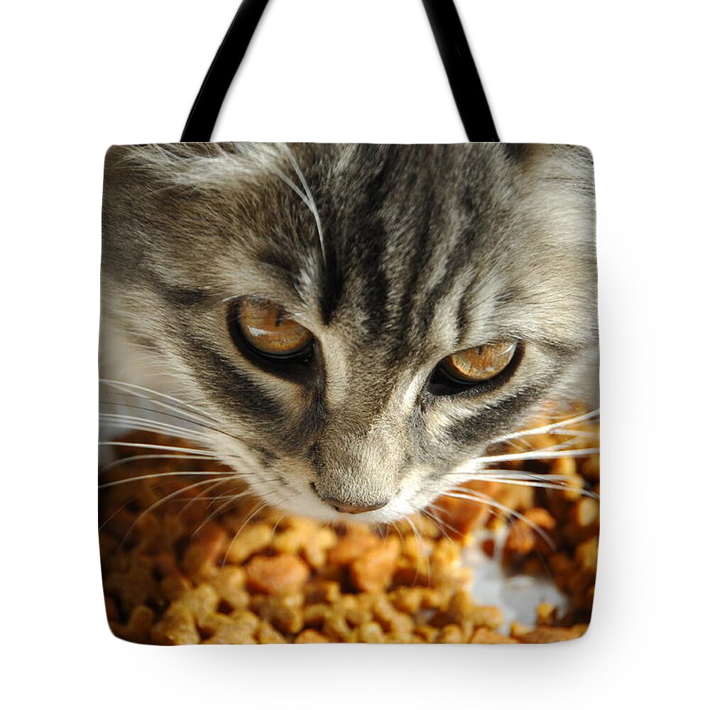 Cat Tote Bag featuring the photograph Don't Even Think About It by Donna Blackhall