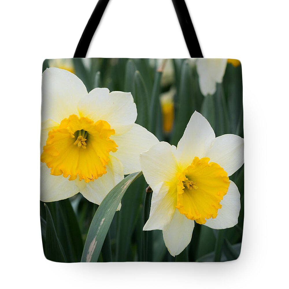 Daffodils Tote Bag featuring the photograph Double Daffodils by Holden The Moment