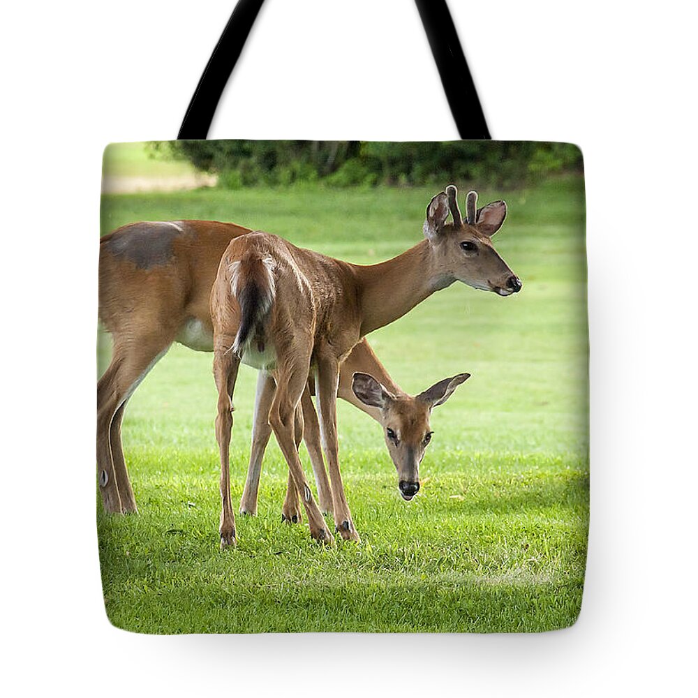 Deer Tote Bag featuring the photograph Double Deer by Cathy Kovarik
