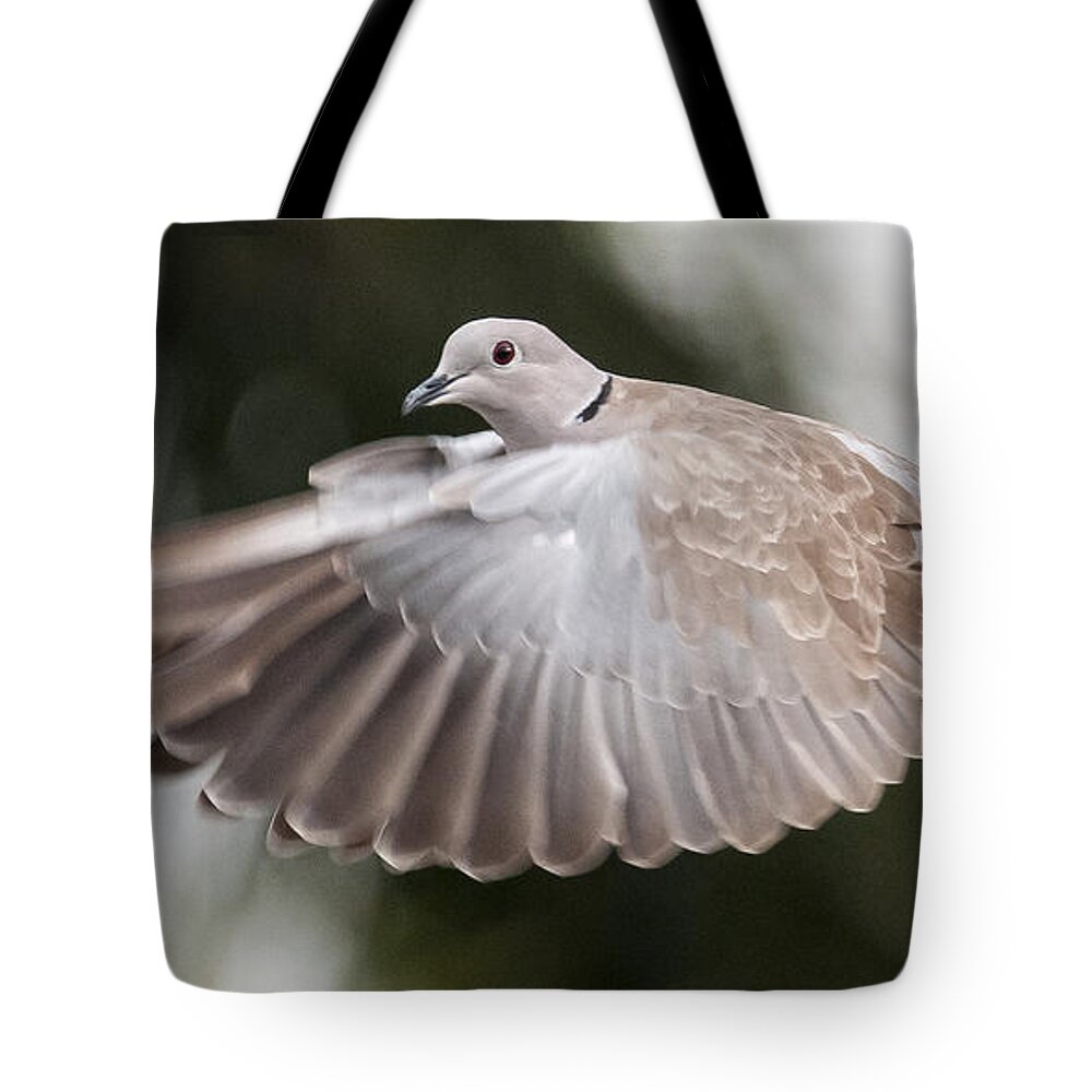 Dove Tote Bag featuring the photograph Dove Flight by Don Durfee