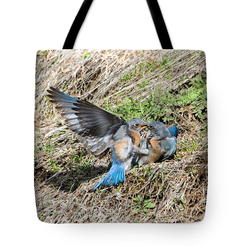 Western Bluebirds Tote Bag featuring the photograph Down for the Count by Michael Dawson