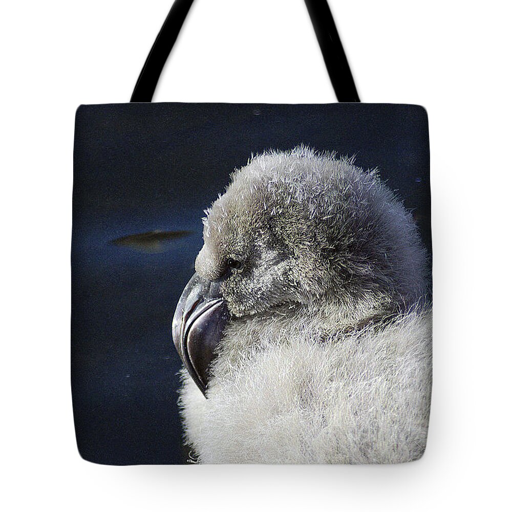 Memphis Tote Bag featuring the photograph Downy - Baby Flamingo by DArcy Evans