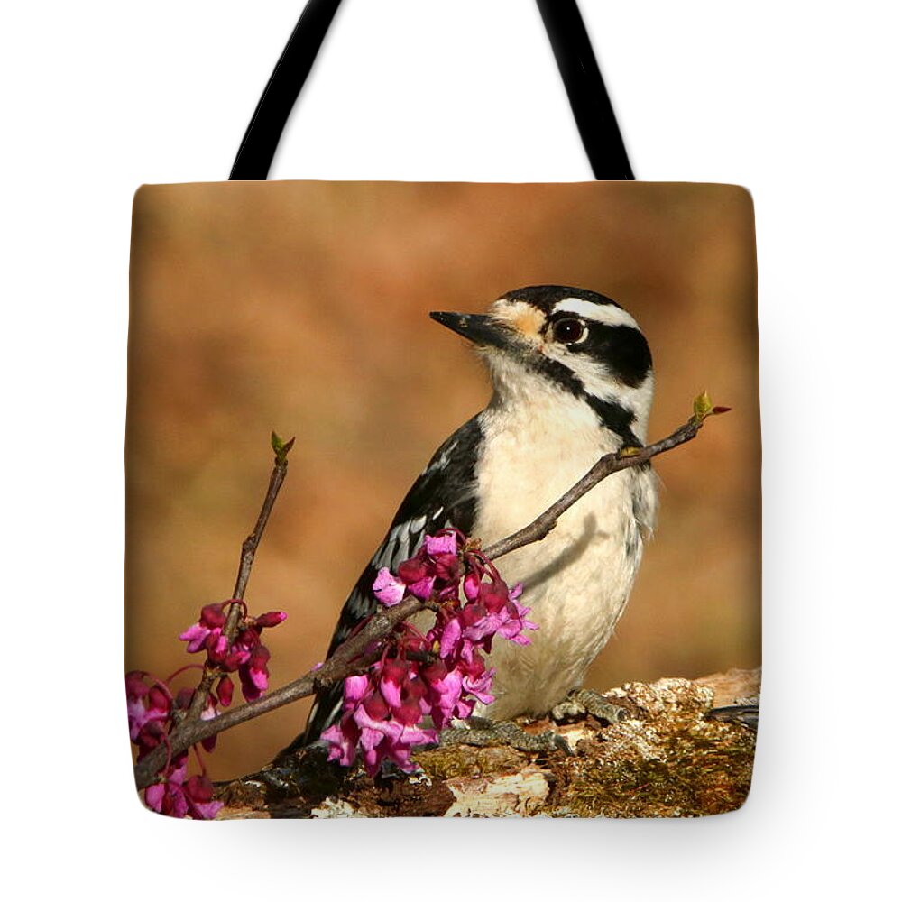 Nature Tote Bag featuring the photograph Downy Woodpecker in Spring by Sheila Brown