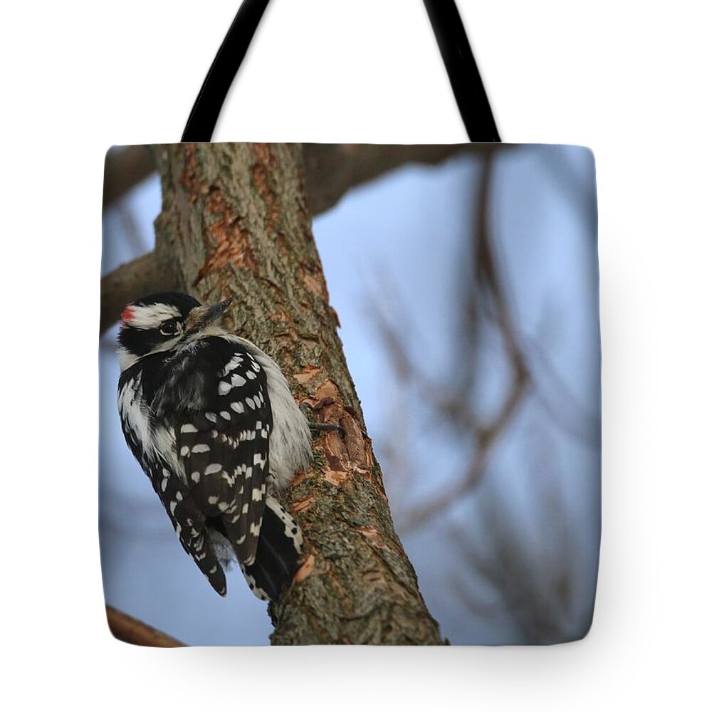 Woodpecker Tote Bag featuring the photograph Downy Woodpecker by Living Color Photography Lorraine Lynch