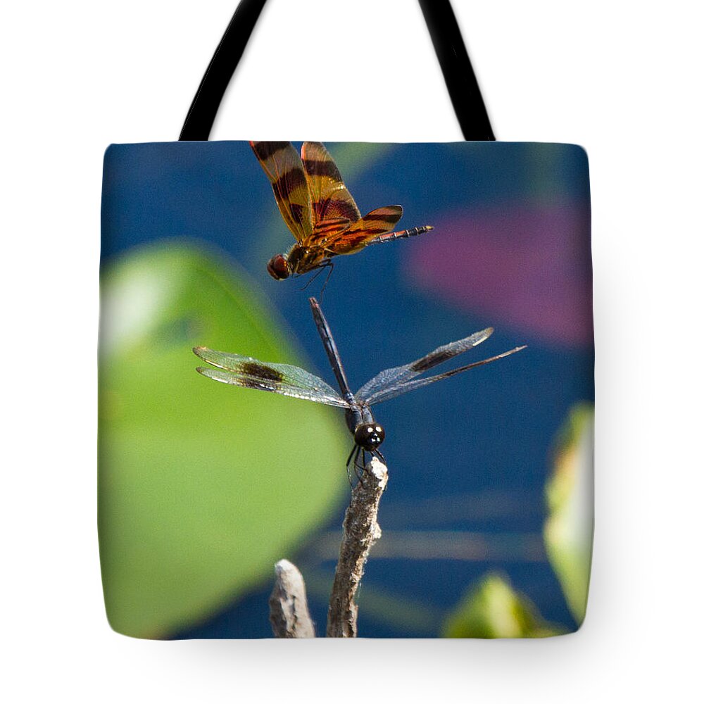 Dragon Fly Tote Bag featuring the photograph Dragon Fly 195 by Michael Fryd