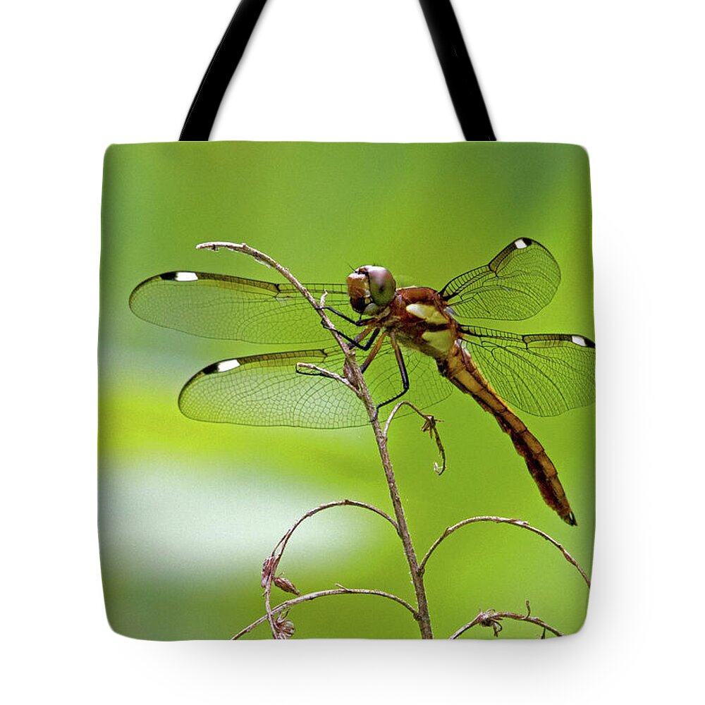 Dragonfly Tote Bag featuring the photograph Dragonfly by David Freuthal