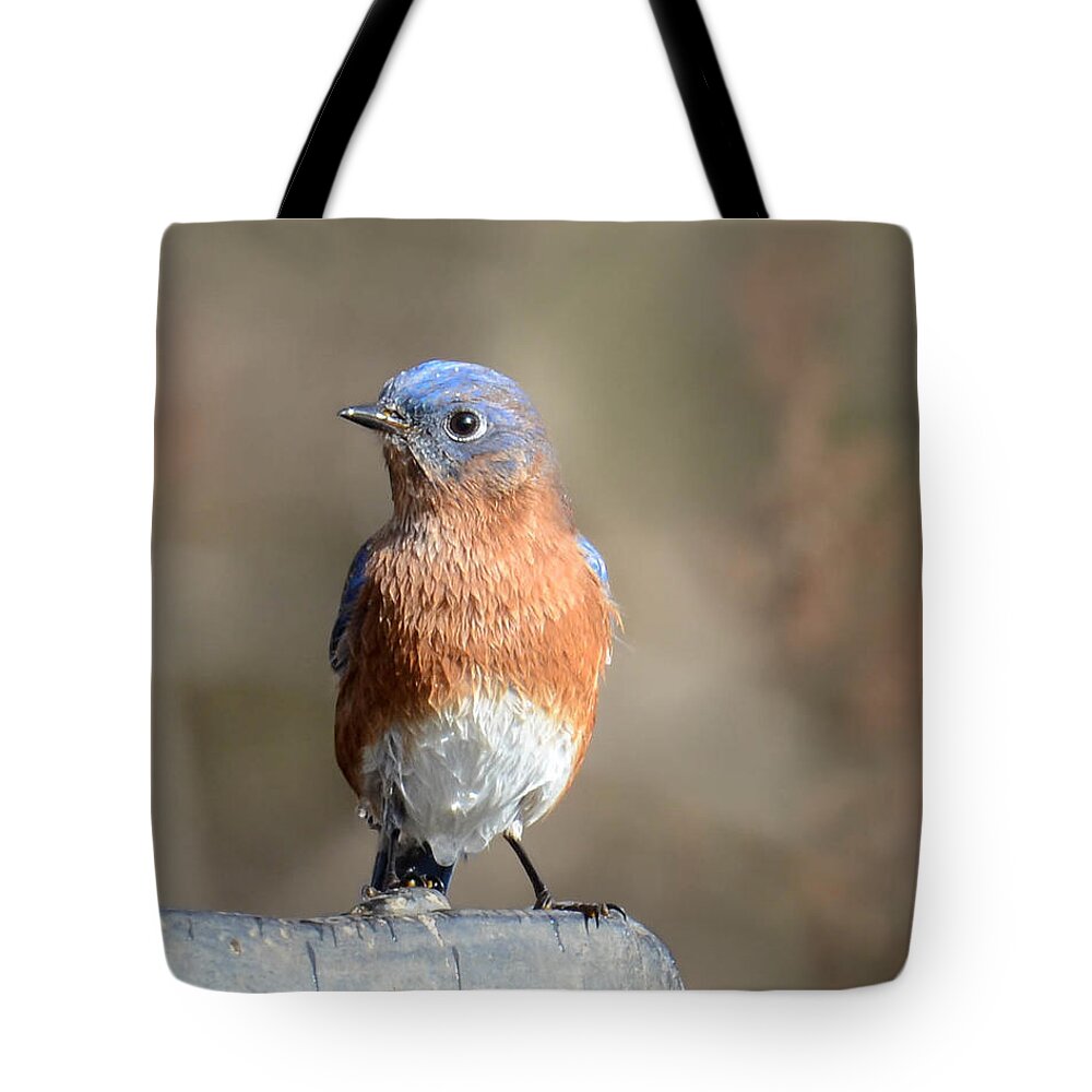 Bluebird Tote Bag featuring the photograph Drip Dry by Amy Porter