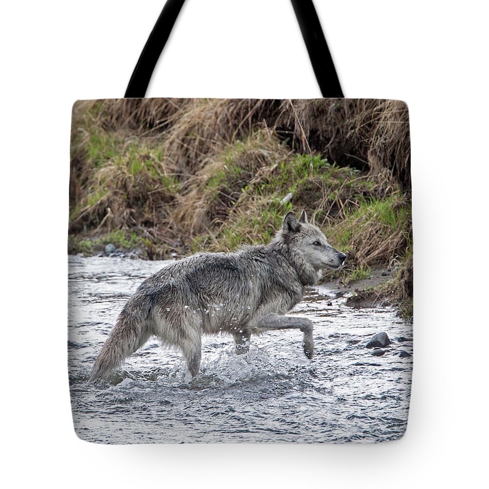 Wolf Tote Bag featuring the photograph Druid Wolf 21M in Soda Butte Creek by Mark Miller