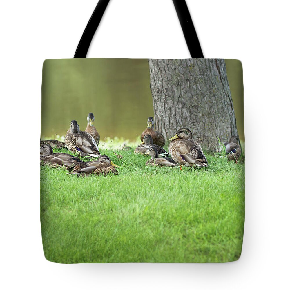 Ducks Tote Bag featuring the photograph Duck Famly by Tammy Chesney