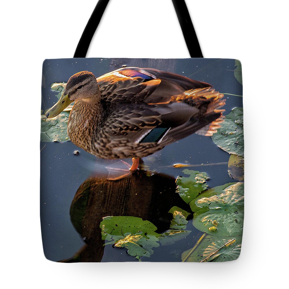 Duck Tote Bag featuring the photograph Duck or Decoy by Ellen Koplow