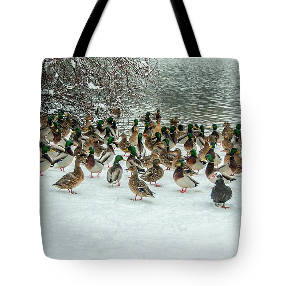 Ducks Tote Bag featuring the photograph Ducks Pond In Winter by Cathy Kovarik
