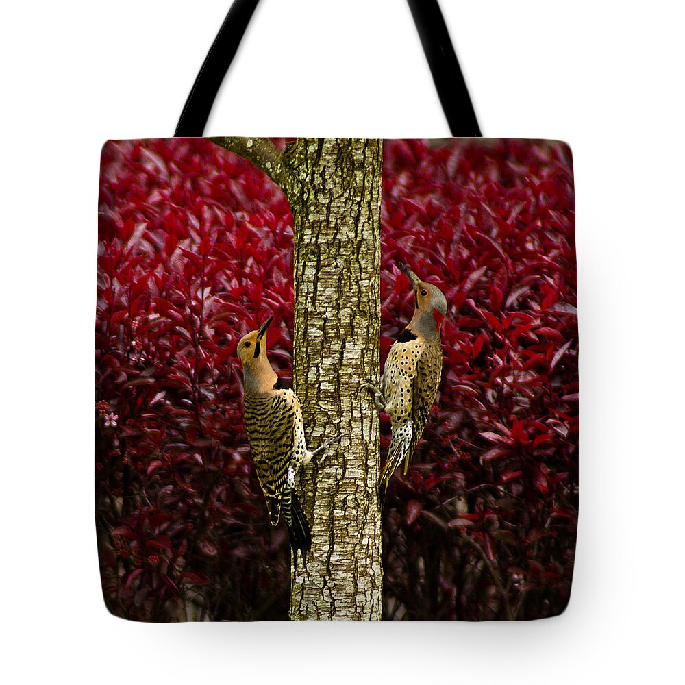 Usa Tote Bag featuring the photograph Dueling Woodpeckers by LeeAnn McLaneGoetz McLaneGoetzStudioLLCcom