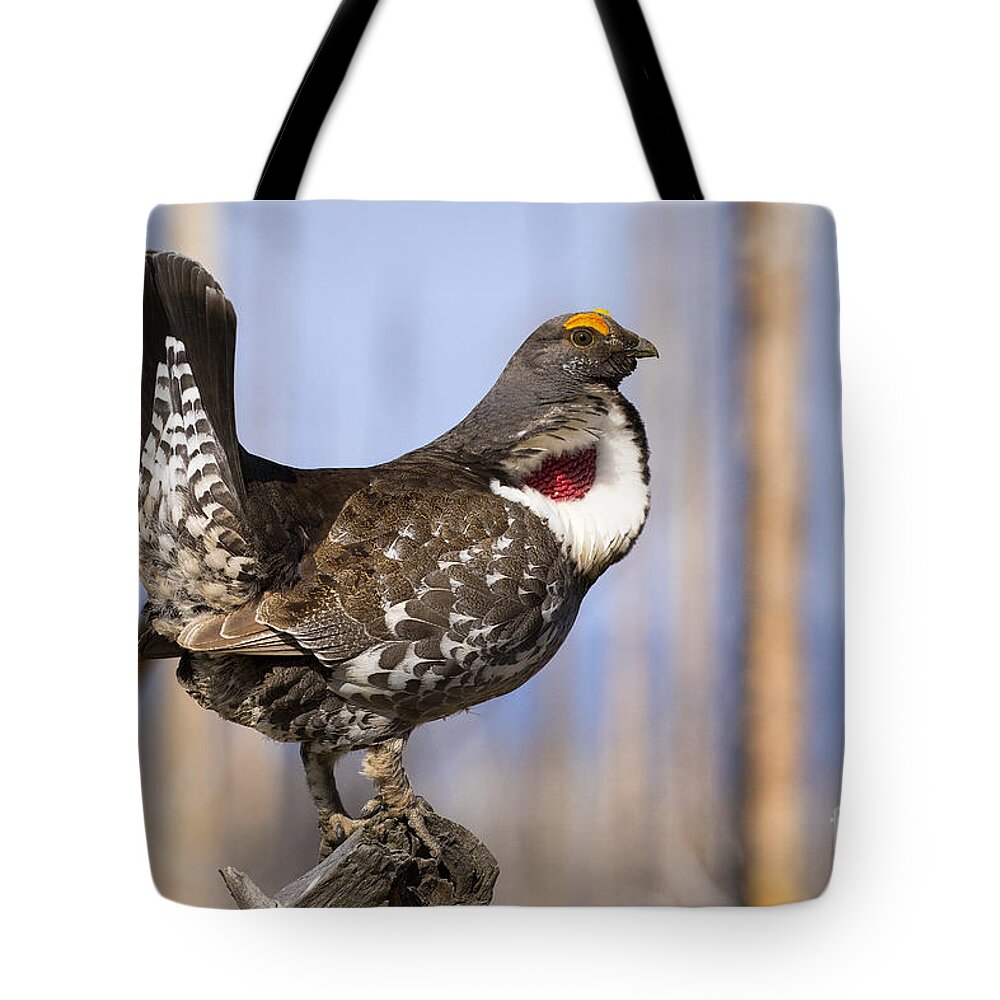 Dusky Grouse Tote Bag featuring the photograph Dusky by Aaron Whittemore