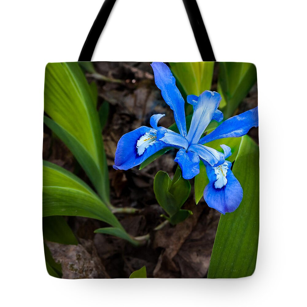 Great Smoky Mountains National Park Tote Bag featuring the photograph Dwarf Iris by Jay Stockhaus