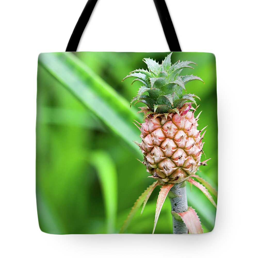 Pineapple Tote Bag featuring the photograph Dwarf Pineapple by Mary Anne Delgado